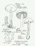 Rhodocollybia maculata image