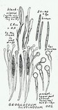 Geoglossum glutinosum image