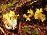 Ramaria cystidiophora var. anisata image