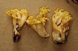 Ramaria cystidiophora image