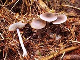 Entoloma approximatum image