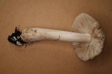 Amanita farinosa image