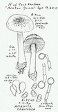 Amanita farinosa image
