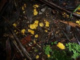 Discinella terrestris image
