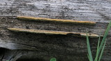 Gloeophyllum sepiarium image