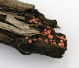 Lycogala epidendrum image