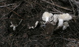 Lyophyllum decastes image