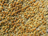 Caloplaca flavovirescens image