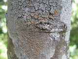 Caloplaca cerina image