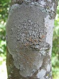 Caloplaca cerina image