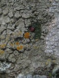Caloplaca cerina image