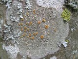 Caloplaca cerina image