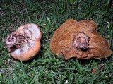 Suillus salmonicolor image