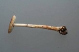 Amanita porphyria image