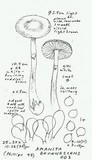 Amanita porphyria image