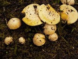 Amanita aprica image