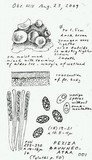 Peziza brunneoatra image