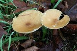 Melanoleuca alboflavida image