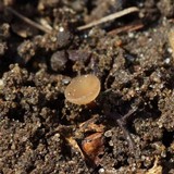 Ciboria betulicola image