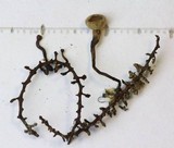 Ciboria betulicola image