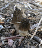 Morchella snyderi image
