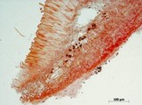 Ciboria betulicola image