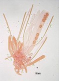 Ciboria betulicola image