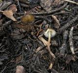 Mycena nivicola image