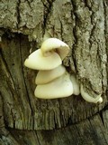 Pleurotus pulmonarius image
