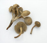 Mycena overholtsii image
