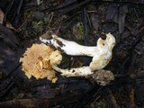 Hydnum ambustum image