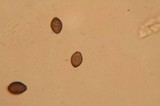 Panaeolus olivaceus image