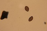 Panaeolus olivaceus image