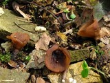 Dumontinia tuberosa image