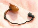Dumontinia tuberosa image