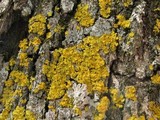 Oxneria fallax image