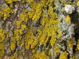 Oxneria fallax image