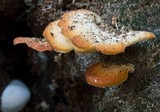 Polyporus leptocephalus image