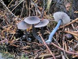 Entoloma approximatum image