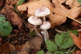 Inocybe lilacina image
