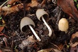 Coprinellus impatiens image