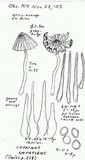 Coprinellus impatiens image