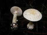 Amanita ochrophylloides image