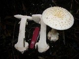 Amanita ochrophylloides image