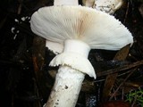 Amanita ochrophylloides image