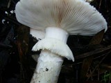 Amanita ochrophylloides image