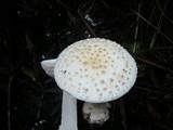 Amanita ochrophylloides image