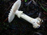Amanita ochrophylloides image