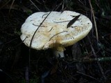 Amanita ochrophylloides image