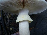 Amanita ochrophylloides image
